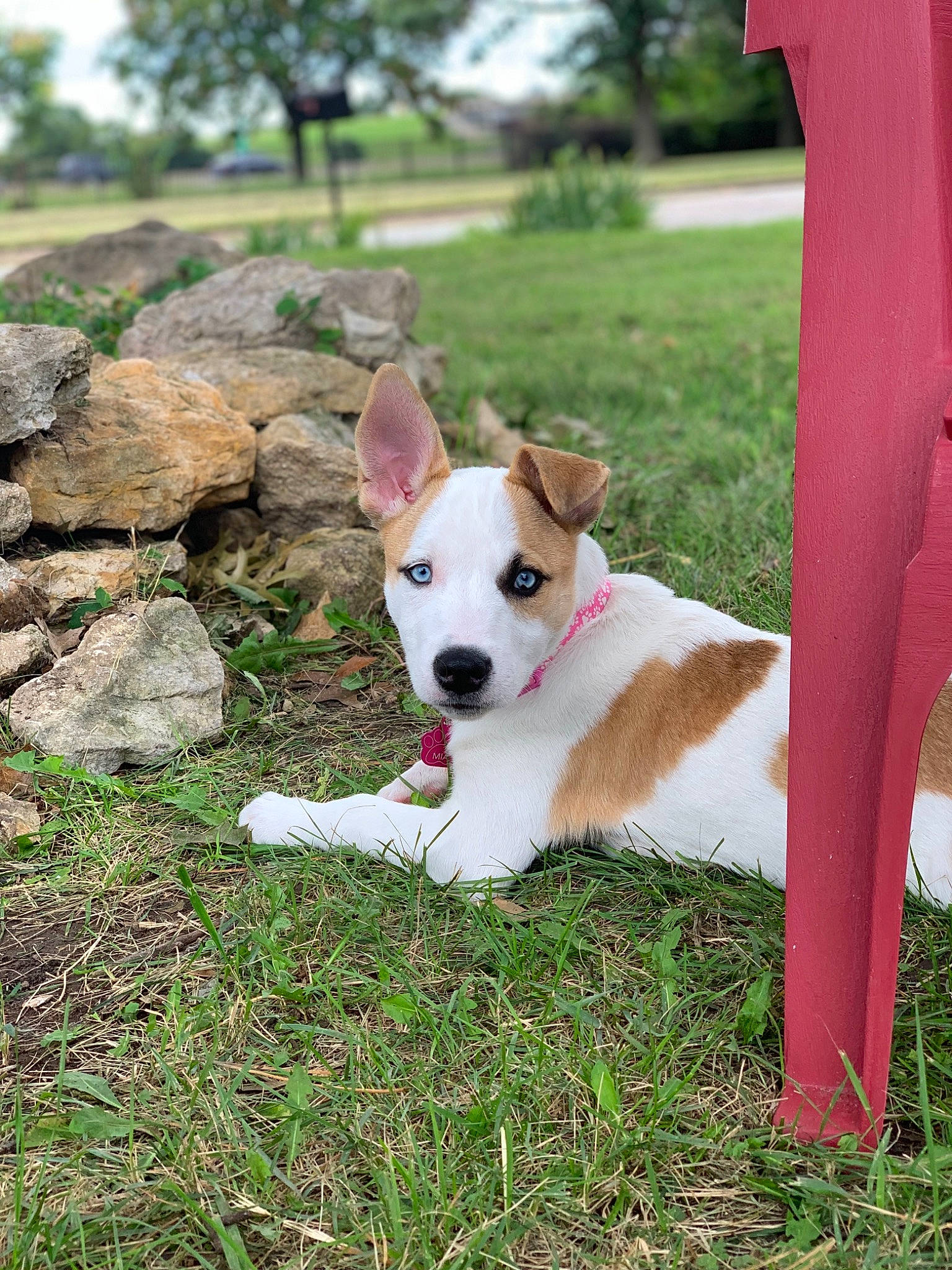 Mia joined the competition — help win amazing prizes! canidae, carnivore, companion_dog, dog, dog_breed, fawn, feist, grass, jack_russell_terrier, mammal, plant, puppy, rare_breed_dog, russell_terrier, sporting_group, terrier, vertebrate