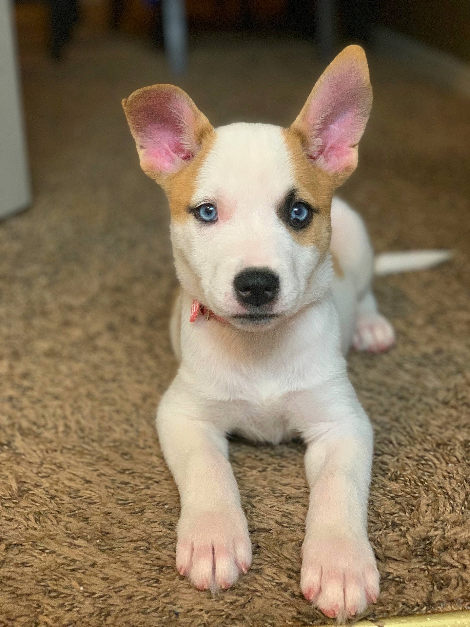 Mia is registered to the contest to win money with this photo: canidae, carnivore, companion_dog, dog, dog_breed, fawn, feist, jack_russell_terrier, mammal, miniature_fox_terrier, puppy, rare_breed_dog, rat_terrier, russell_terrier, snout, sporting_group, street_dog, teddy_roosevelt_terrier, tenterfield_terrier, vertebrate