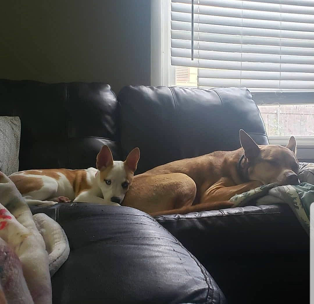 Mia is registered to the contest to win money with this photo: bed, bedding, bull_terrier, canidae, carnivore, cat, comfort, couch, cushion, dog, dog_breed, fawn, french_bulldog, furniture, nap, non_sporting_group, pillow, room, window