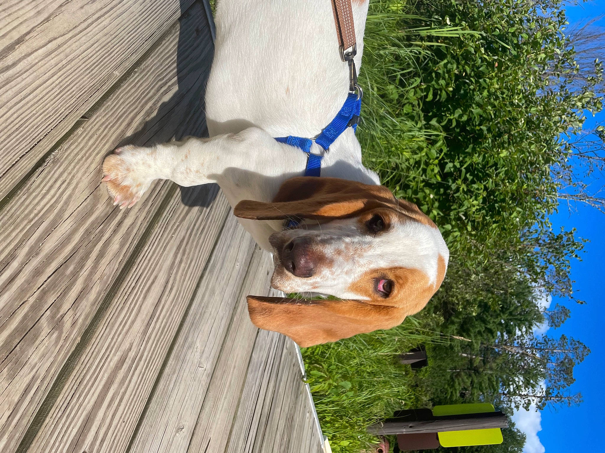 Sonny joined the competition — help win amazing prizes! art, canidae, carnivore, collar, companion_dog, dog, dog_breed, fawn, grass, hardwood, horse, plant, sky, snout, sporting_group, tail, tree, trunk, wood, working_animal