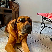 Rudy a rejoint le concours — aidez-le/la à gagner de superbes lots ! dog, sunglasses, floor, tile, indoor, furniture, table, tablecloth, brown_dog, relaxed, pet, canine, cool, resting, house, home, wooden_cabinet, floor_tiles, sunlight, shaded