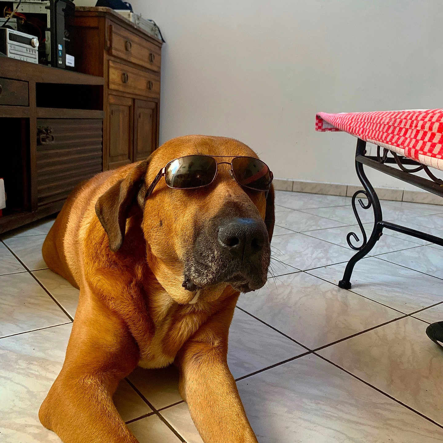 Rudy a rejoint le concours — aidez-le/la à gagner de superbes lots ! dog, sunglasses, floor, tile, indoor, furniture, table, tablecloth, brown_dog, relaxed, pet, canine, cool, resting, house, home, wooden_cabinet, floor_tiles, sunlight, shaded