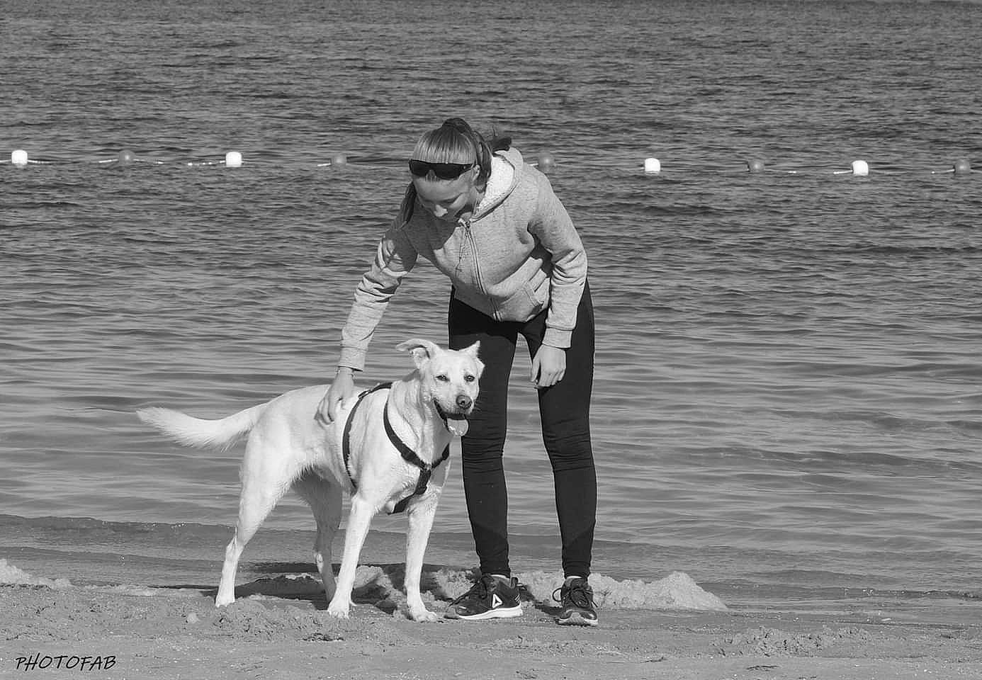 Vanille participe au concours pour gagner de l'argent avec cette photo : black_and_white, bull_and_terrier, canidae, carnivore, central_asian_shepherd_dog, dog, dog_breed, dog_walking, guard_dog, leash, mammal, obedience_training, photography, sporting_group, style, vertebrate, white, working_dog