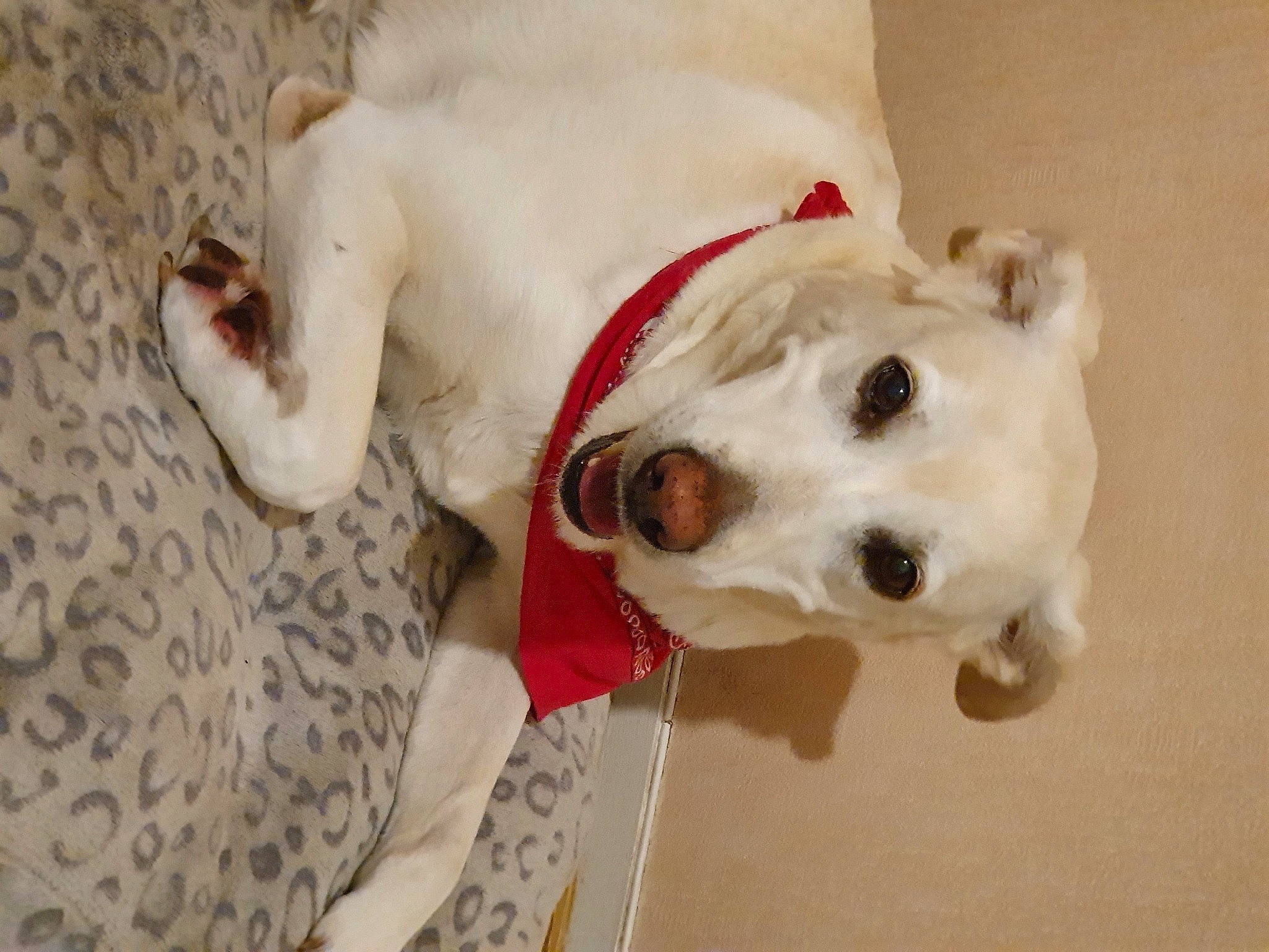 Vanille participe au concours pour gagner de l'argent avec cette photo : canidae, carnivore, companion_dog, dog, dog_breed, dogo_guatemalteco, mammal, non_sporting_group, puppy_love, rare_breed_dog, snout, sporting_group, vertebrate