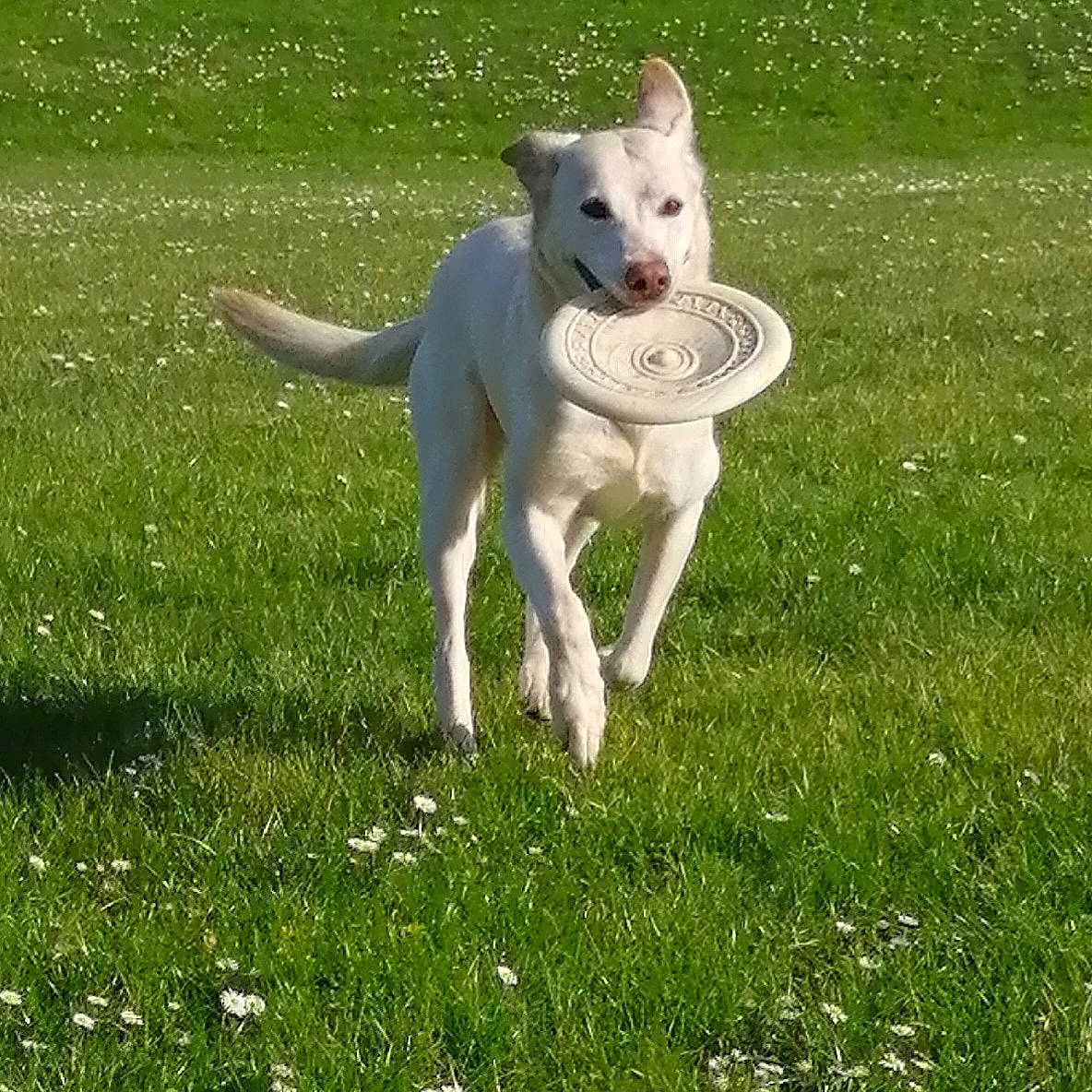 Vanille a rejoint le concours — aidez-le/la à gagner de superbes lots ! berger_blanc_suisse, canidae, carnivore, carolina_dog, companion_dog, cretan_hound, dog, dog_breed, grass, labrador_husky, mammal, plant, rare_breed_dog, sporting_group, tail, vertebrate, white_shepherd, working_dog