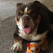 Gunner joined the competition — help win amazing prizes! bulldog, dog, tongue_out, carpet, plush_toy, indoor, pet, cute, brown, white, black, animal, paw, face, toy, relaxed, laying_down, fur, close_up, snout
