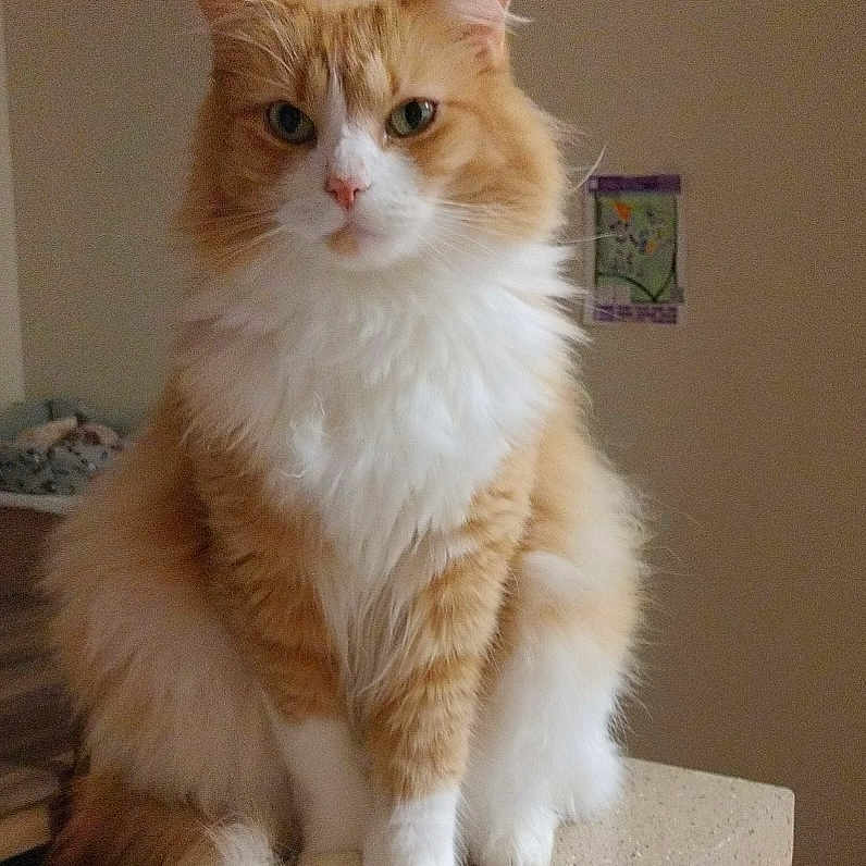 Floof