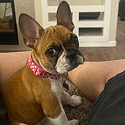 Leia joined the competition — help win amazing prizes! puppy, dog, brown, white, collar, pink, pet, indoor, carpet, legs, cute, sitting, looking_up, young_dog, floor, home, fur, ears, animal, companion