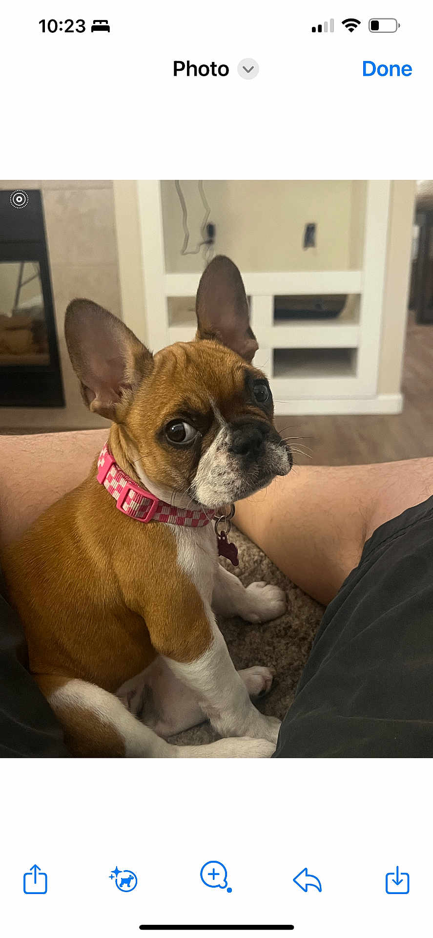 Leia joined the competition — help win amazing prizes! puppy, dog, brown, white, collar, pink, pet, indoor, carpet, legs, cute, sitting, looking_up, young_dog, floor, home, fur, ears, animal, companion