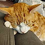 animal, cat, closeup, cozy, cute, domestic_cat, ears, feline, fur, indoor, nap, orange_cat, peaceful, pet, relaxed, resting, sleeping, soft_surface, whiskers, white_fur