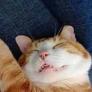 Noisette participe au concours pour gagner de l'argent avec cette photo : animal, cat, close_up, cozy, cute, domestic_cat, face, feline, fur, ginger_cat, indoor, nose, pet, portrait, relaxed, resting, sleeping, teeth, whiskers, white_fur