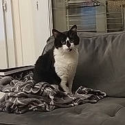 Pumba a rejoint le concours — aidez-le/la à gagner de superbes lots ! animal, black_and_white_cat, blanket, book, cat, comfort, cozy, curious, domestic, furniture, glass_door, hanger, home_interior, indoor, pet, reading, reflection, relaxation, sofa, window