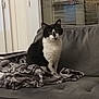 animal, black_and_white_cat, blanket, book, cat, comfort, cozy, curious, domestic, furniture, glass_door, hanger, home_interior, indoor, pet, reading, reflection, relaxation, sofa, window