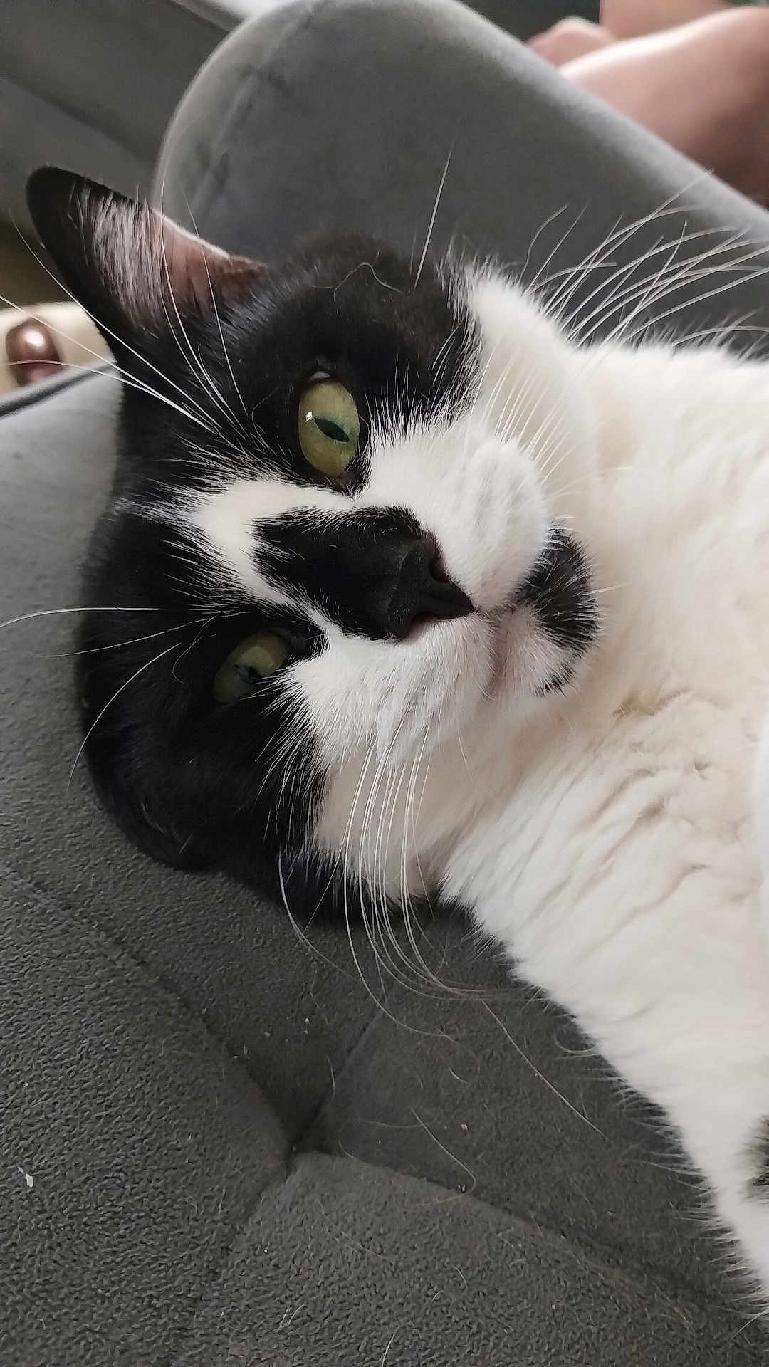 Pumba a rejoint le concours — aidez-le/la à gagner de superbes lots ! animal, black_and_white, cat, close_up, cozy, cushion, cute, domestic_cat, face, feline, fur, green_eyes, indoor, lying, pet, relaxed, resting, sleepy, soft_texture, whiskers