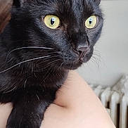 éclaire participe au concours pour gagner de l'argent avec cette photo : alert, animal, black_cat, cat, close_up, curious, domestic_cat, ears, face, fur, holding, human_arm, indoor, mammal, nose, paw, pet, portrait, whiskers, yellow_eyes