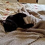 éclaire participe au concours pour gagner de l'argent avec cette photo : bed, bedroom, black_cat, blanket, comfort, cozy, domestic_cat, feline, fur, indoor, nap, patterned_bedspread, pet, quiet, resting, sleeping, soft_texture, textile, warm_lighting, wrapped
