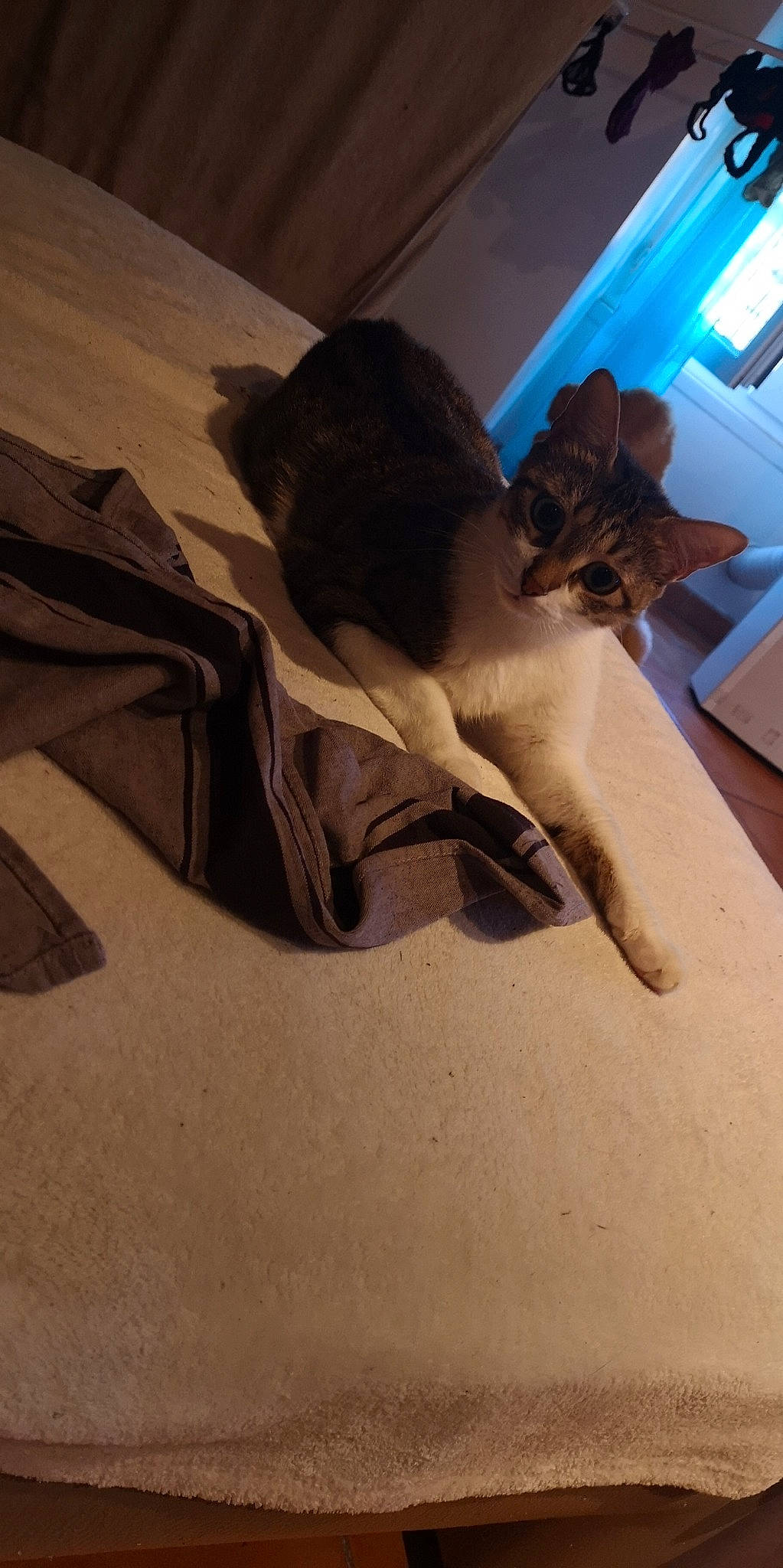 Hayden a rejoint le concours — aidez-le/la à gagner de superbes lots ! cat, fawn, felidae, small_to_medium_sized_cats, tail