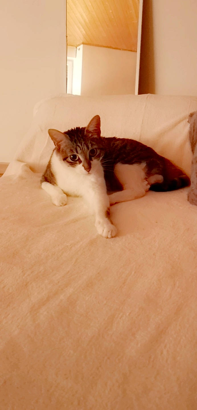 Hayden participe au concours pour gagner de l'argent avec cette photo : aegean_cat, carnivore, cat, domestic_short_haired_cat, european_shorthair, fawn, felidae, floor, flooring, fur, kitten, polydactyl_cat, room, small_to_medium_sized_cats, tail, whiskers