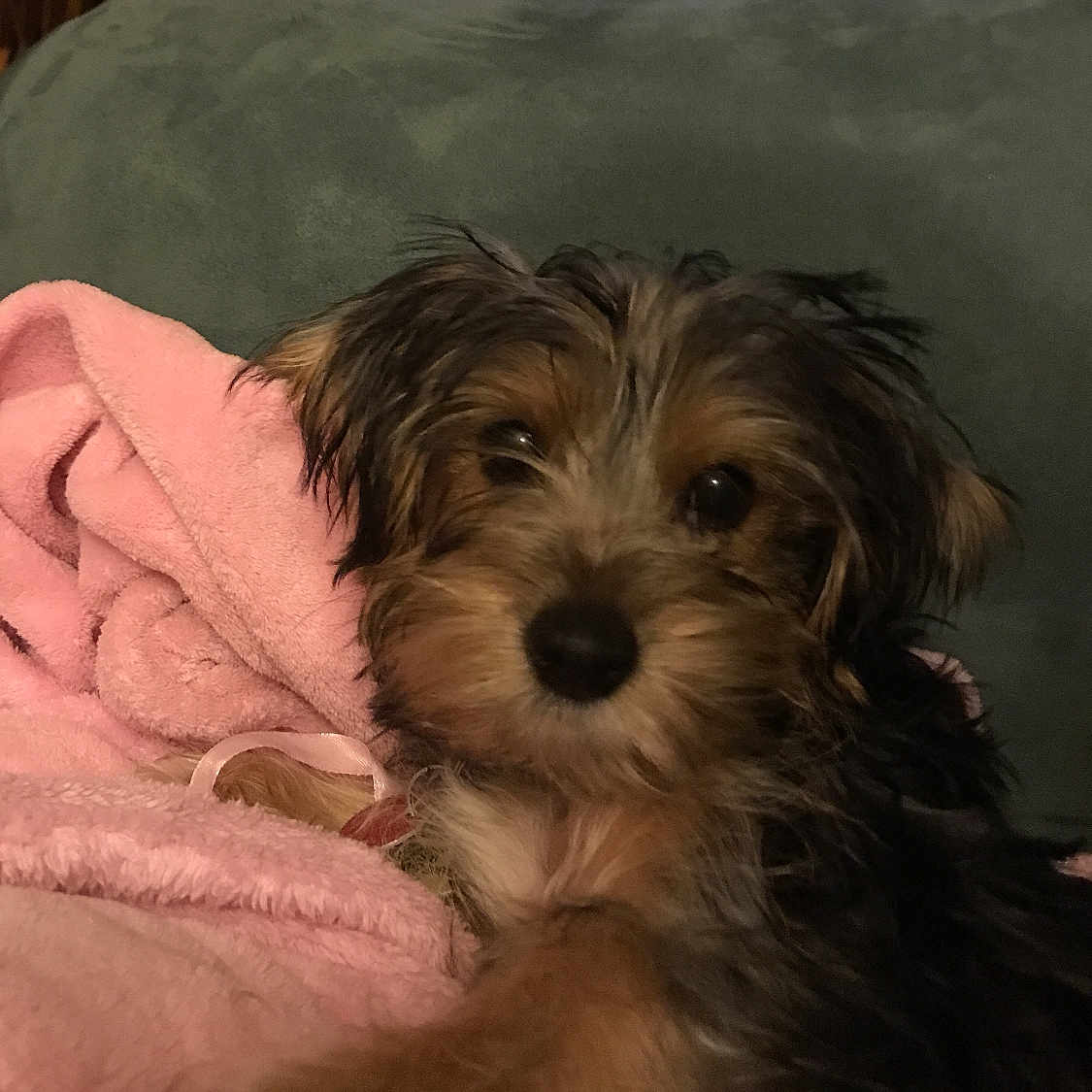 Nubian is registered to the contest to win money with this photo: australian_silky_terrier, cairn_terrier, carnivoran, companion_dog, dog, dog_breed, dog_breed_group, dog_like_mammal, havanese, lowchen, morkie, norfolk_terrier, puppy, schnoodle, small_terrier, snout, sporting_lucas_terrier, terrier, vulnerable_native_breeds, yorkshire_terrier