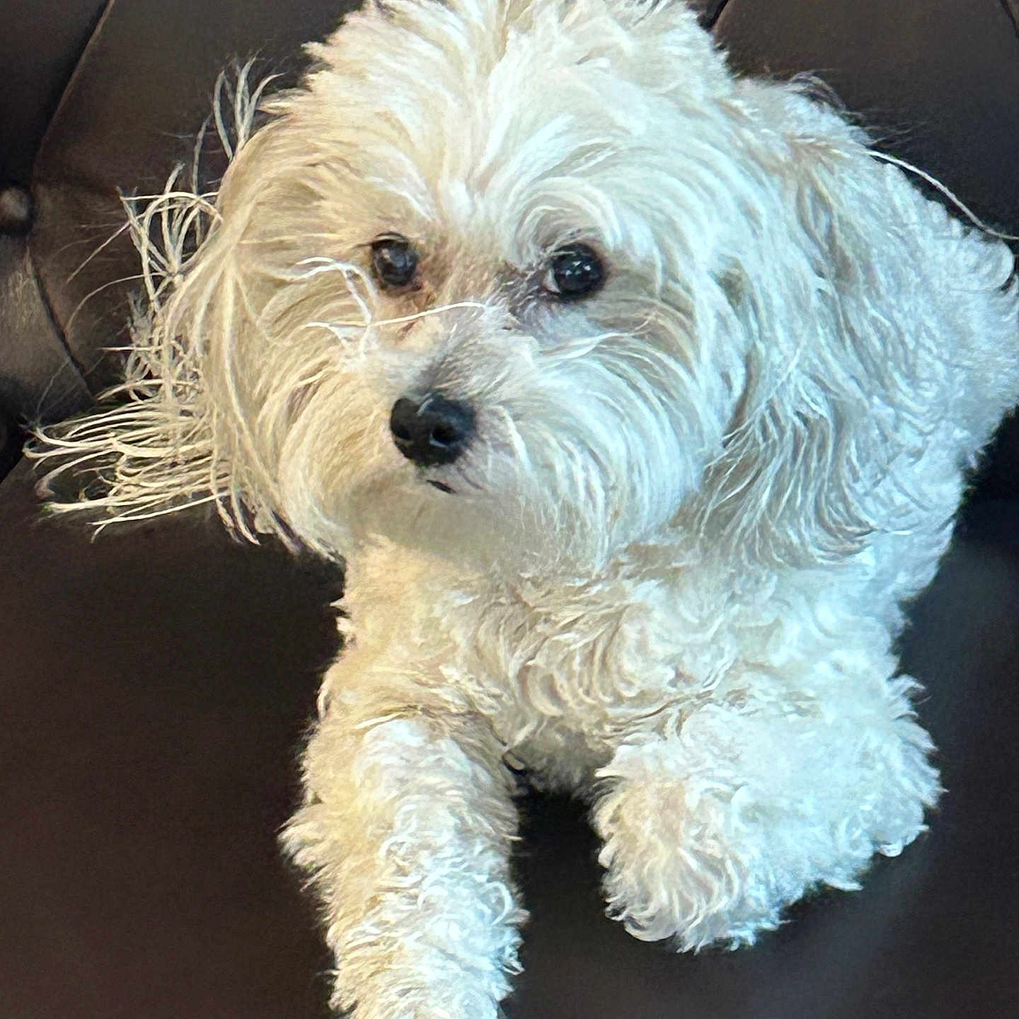 Daisy joined the competition — help win amazing prizes! animal, black_nose, close_up, companion, curly_fur, cute, dog, domestic_animal, fluffy, friendly, fur, indoor, leather_chair, looking, paw, pet, portrait, sitting, small_dog, white_dog