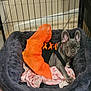 Luna is registered to the contest to win money with this photo: dog, french_bulldog, pet, costume, tutu, orange, bed, blanket, indoor, cage, fence, animal, cute, small_dog, resting, looking, floor, pink, fabric, cozy