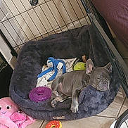 Luna is registered to the contest to win money with this photo: puppy, french_bulldog, sleeping, dog_bed, toys, plush_toys, pink_octopus, blue_monkey, donut_toy, floor_tiles, pet_fence, cozy, indoor, resting, cute, pet, animal, small_dog, home, relaxing