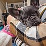 Luna joined the competition — help win amazing prizes! dog, french_bulldog, puppy, close_up, resting, blanket, plaid, cozy, indoor, home, pet, cute, sleepy, animal, fur, ears, face, comfort, domestic, adorable