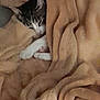 Caline a rejoint le concours — aidez-le/la à gagner de superbes lots ! cat, blanket, cozy, sleeping, fur, tabby, paw, warm, indoor, pet, resting, comfort, soft, feline, animal, relaxing, snuggled, cute, home, wrapped