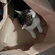 Caline a rejoint le concours — aidez-le/la à gagner de superbes lots ! cat, brown_paper_bag, indoor, floor, curious, pet, animal, whiskers, tabby, white_paws, head, looking_up, shadow, shoe, playful, domestic_cat, feline, paper_bag_handle, texture, close_up