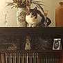cat, bookcase, books, vase, dried_flowers, figurines, shelf, decor, indoor, animal, pet, curious, cozy, nostalgic, brown, white, furniture, quiet, still_life, domestic