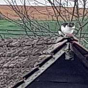 Caline a rejoint le concours — aidez-le/la à gagner de superbes lots ! animal, background, branch, cat, daytime, feline, field, grass, nature, outdoor, perched, pet, quiet, roof, rural, scenery, sky, tile_roof, tree, wire