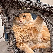 Meteor a rejoint le concours — aidez-le/la à gagner de superbes lots ! cat, ginger_cat, fluffy, wicker_chair, furniture, relaxed, pet, animal, indoor, wood_floor, close_up, portrait, resting, cute, whiskers, paw, feline, cozy, household, natural_light