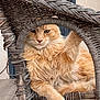 cat, ginger_cat, fluffy, wicker_chair, furniture, relaxed, pet, animal, indoor, wood_floor, close_up, portrait, resting, cute, whiskers, paw, feline, cozy, household, natural_light