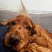 Deutz participe au concours pour gagner de l'argent avec cette photo : dog, golden_retriever, close_up, portrait, pet, resting, fur, brown, fluffy, couch, blanket, indoor, cute, relaxed, sleepy, animal, canine, cozy, whiskers, nose