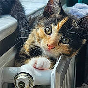 Maple is registered to the contest to win money with this photo: kitten, cat, calico, paw, radiator, valve, closeup, whiskers, indoor, pet, cute, curious, fur, home, animal, playful, young, climbing, soft_light, cozy