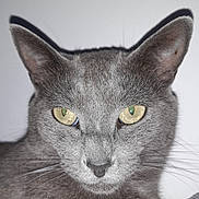 Colette Bergerault participe au concours pour gagner de l'argent avec cette photo : alert, animal, cat, close_up, cute, domestic_cat, ears, face, feline, fur, gray_cat, head, indoor, looking_at_camera, muzzle, pet, portrait, soft_texture, whiskers, yellow_eyes