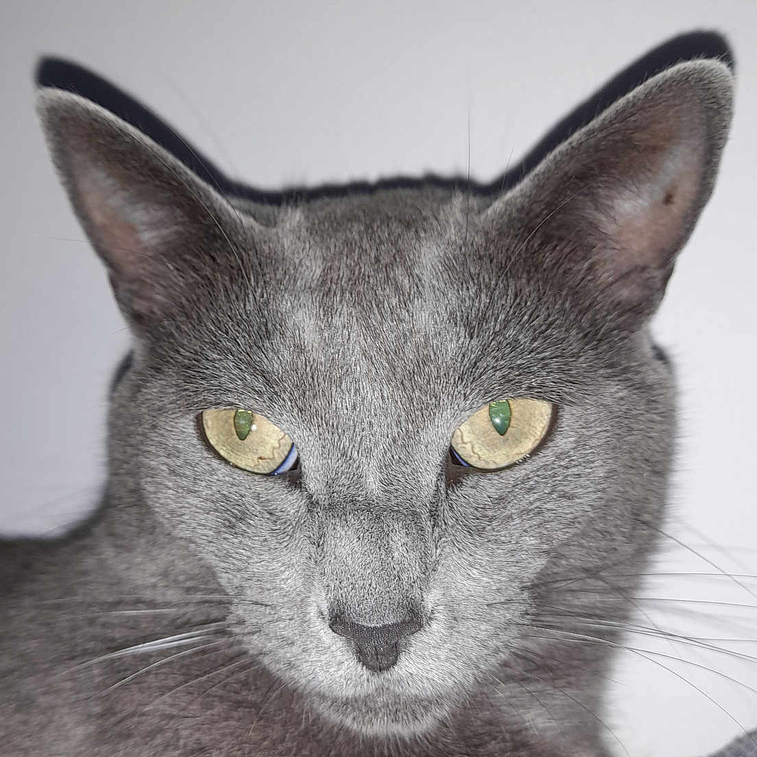 Colette Bergerault participe au concours pour gagner de l'argent avec cette photo : alert, animal, cat, close_up, cute, domestic_cat, ears, face, feline, fur, gray_cat, head, indoor, looking_at_camera, muzzle, pet, portrait, soft_texture, whiskers, yellow_eyes