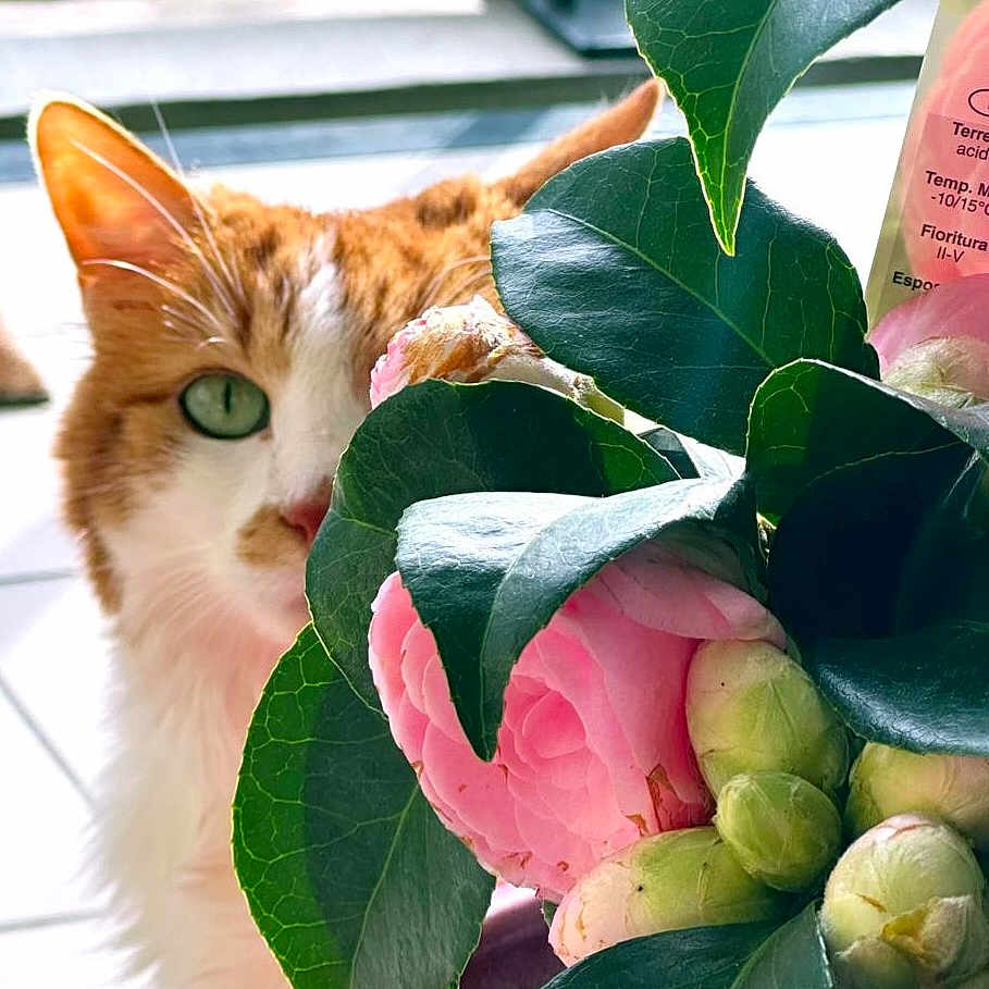 Caramel participe au concours pour gagner de l'argent avec cette photo : animal, cat, flower, flowerarrangement, food, fruit, herbal, herbs, jar, kitten, pear, pet, petal, plant, planter, pottedplant, pottery, produce, rose, vase