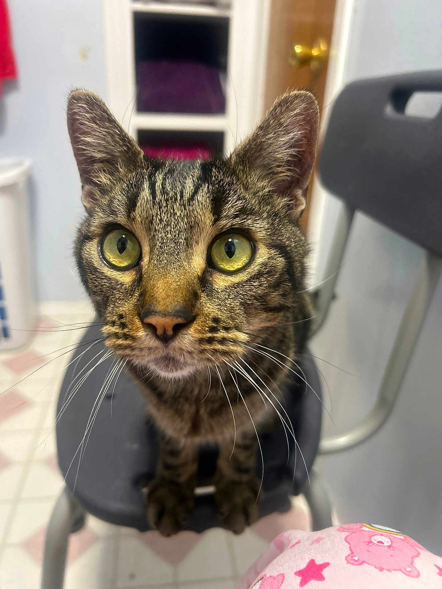 Handsome is registered to the contest to win money with this photo: cat, tabby, animal, pet, chair, indoor, curious, whiskers, fur, closeup, eyes, face, domestic, feline, looking, floor, background, household, black, pink