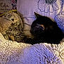 Handsome is registered to the contest to win money with this photo: cat, tabby_cat, plush_toy, owl_toy, blanket, bed, pillow, floral_pattern, sleeping, cozy, indoor, resting, soft_texture, fur, animal, cute, pet, comfort, warm_lighting, snuggling