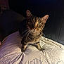 Handsome joined the competition — help win amazing prizes! cat, tabby, pet, animal, indoor, pillow, bed, floral, curious, whiskers, ears, feline, closeup, domestic, cute, looking, soft_light, bedroom, rest, cozy