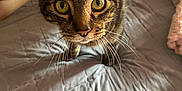 Handsome is registered to the contest to win money with this photo: cat, tabby, yellow_eyes, bedspread, quilted, indoor, curious, whiskers, pet, feline, closeup, fur, animal, looking, person_leg, blanket, cozy, domestic, soft_light, home