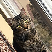 Handsome joined the competition — help win amazing prizes! cat, tabby_cat, green_eyes, window, reflection, curious, indoor, pet, animal, feline, whiskers, curtain, pattern, light, closeup, portrait, sitting, fur, domestic_animal, house