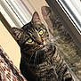 cat, tabby_cat, green_eyes, window, reflection, curious, indoor, pet, animal, feline, whiskers, curtain, pattern, light, closeup, portrait, sitting, fur, domestic_animal, house