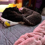 Silver is registered to the contest to win money with this photo: cat, cats, sleeping, bed, blanket, indoor, feline, cozy, fur, resting, domestic_animal, nap, two_animals, curled_up, soft, warm_light, quiet, relaxation, pet, animal