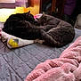 cat, cats, sleeping, bed, blanket, indoor, feline, cozy, fur, resting, domestic_animal, nap, two_animals, curled_up, soft, warm_light, quiet, relaxation, pet, animal