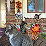 cat, tabby_cat, animal, pet, autumn, fall_decor, pumpkin, witch_hat, table, wood, brick_wall, window, sunflower, leaf, outdoor, patio, decoration, seasonal, spiderweb, reflection