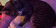 Silver joined the competition — help win amazing prizes! cat, gray_tabby, pet, hand, bracelet, blanket, cozy, indoor, feline, fur, whiskers, relaxing, purple_light, soft_texture, animal, cuddly, comfort, resting, warm, bedroom