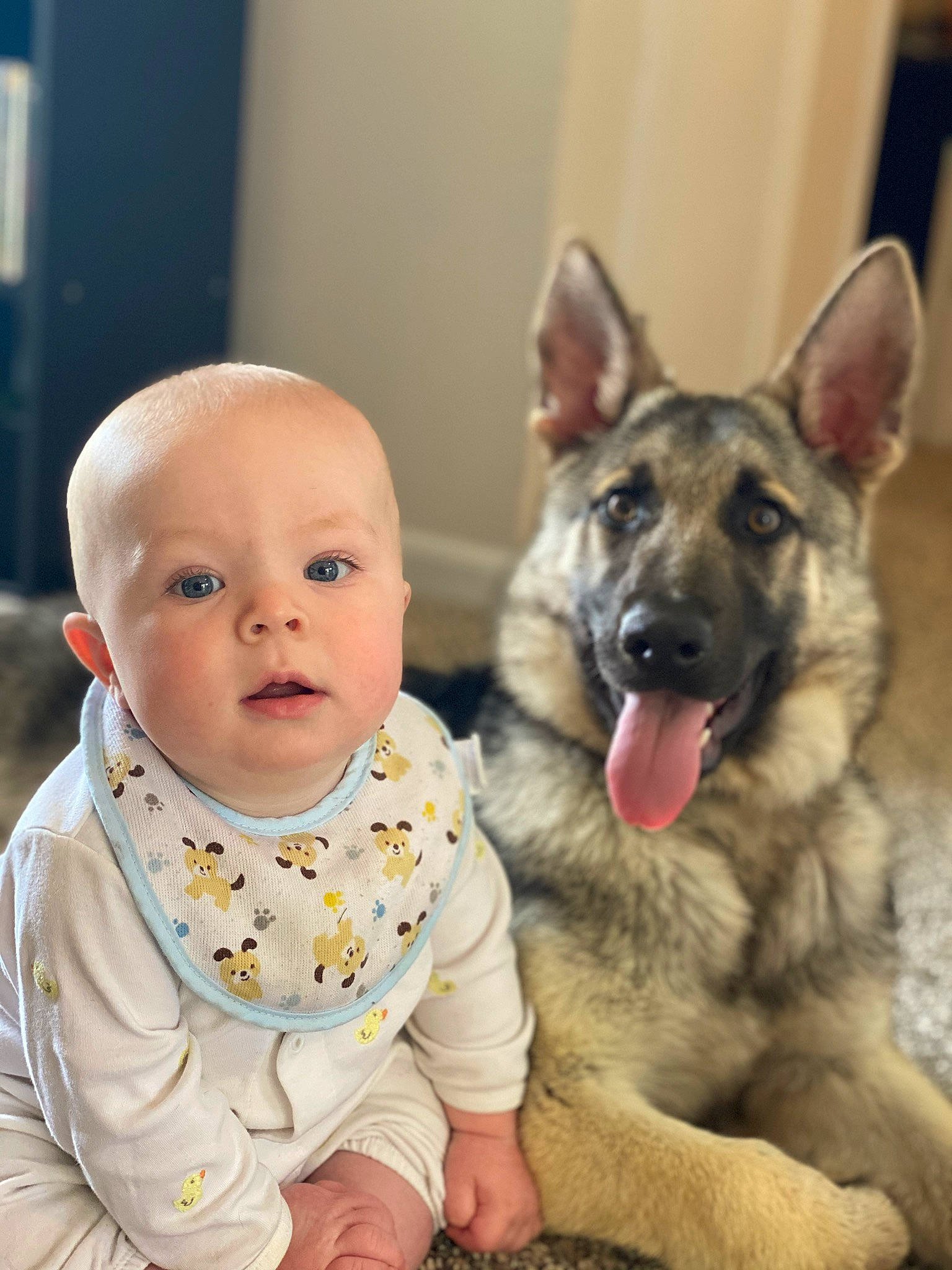 Mitchell joined the competition — help win amazing prizes! baby, canidae, carnivore, child, companion_dog, dog, dog_breed, ear, east_european_shepherd, fawn, german_shepherd_dog, kunming_wolfdog, mammal, norwegian_elkhound, person, rare_breed_dog, shiloh_shepherd_dog, sitting, snout, toddler