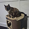 Ashes is registered to the contest to win money with this photo: cat, tortoiseshell_cat, cat_tower, pet, indoor, feline, animal, curious, perched, cozy, home, floor, wall, shadow, playful, domestic, cute, sitting, fur, whiskers